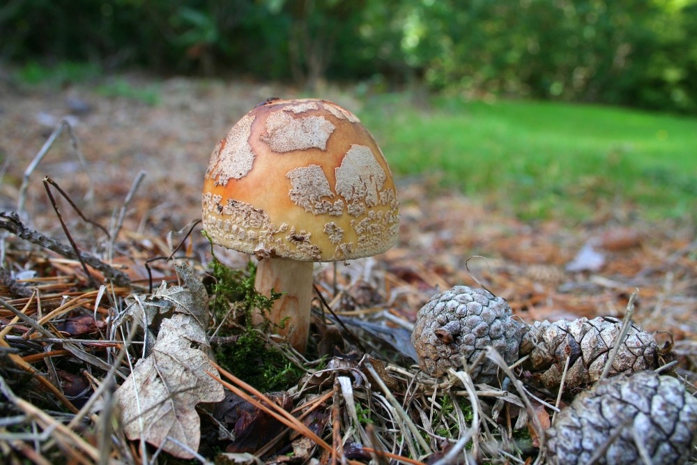Exbury gardens, Exbury, Hampshire