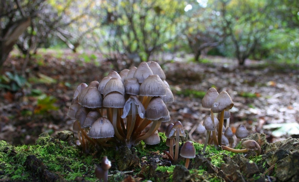 Exbury gardens, Exbury, Hampshire