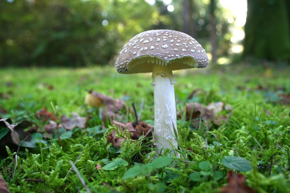 Exbury gardens, Exbury, Hampshire