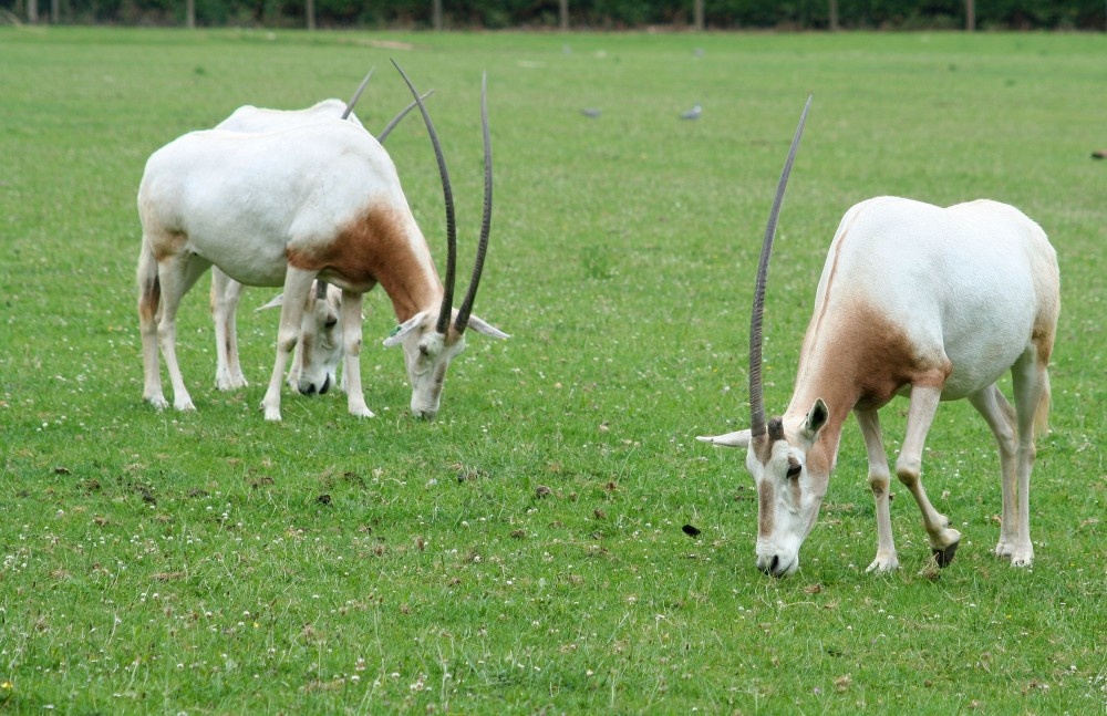 Oryx, Marwell Zoo, Hampshire