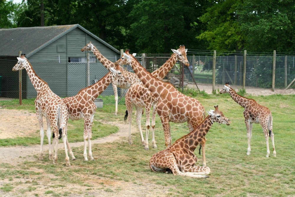Giraffe, Marwell Zoo, Hampshire