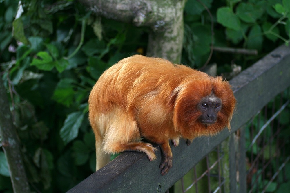 Golden Lion Tamarin, Marwell Zoo, Hampshire
