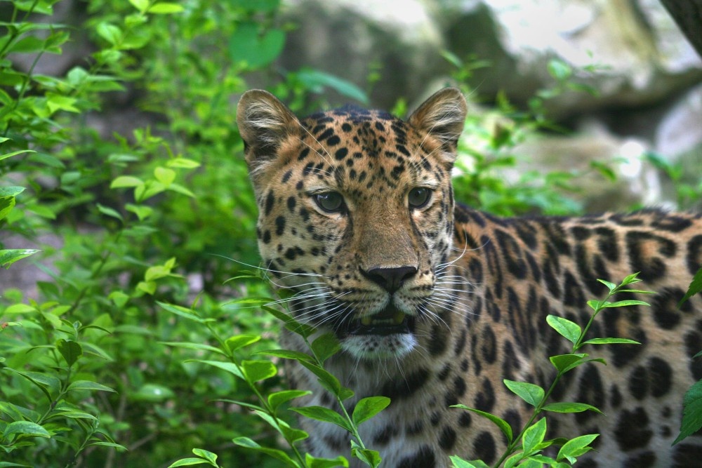 Leopard, Marwell Zoo, Hampshire