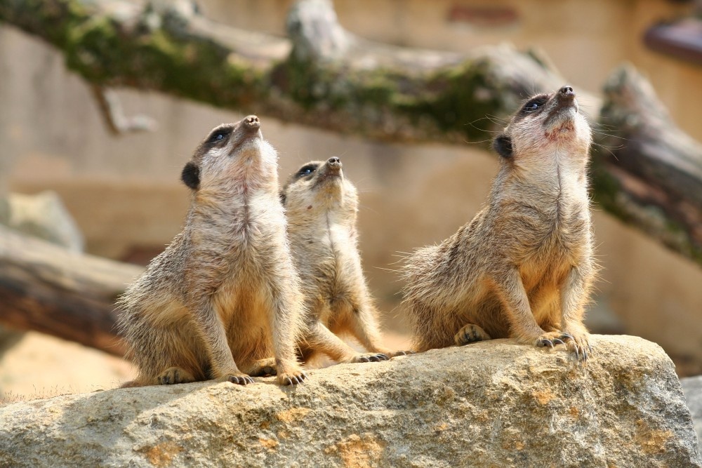 Meerkat, Marwell Zoo, Hampshire