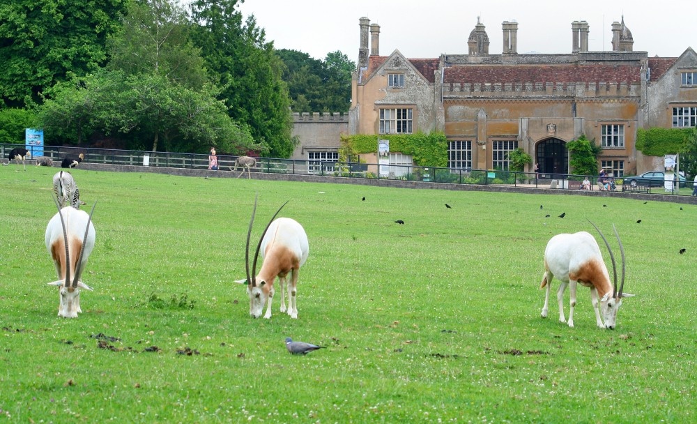 Photograph of Onyx grazing in front of Marwell House, Marwell Zoo, Hampshire