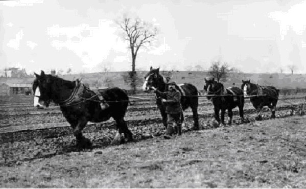 Toft Hill Horse Team Plowing 1942. Toft Hill, County Durham.