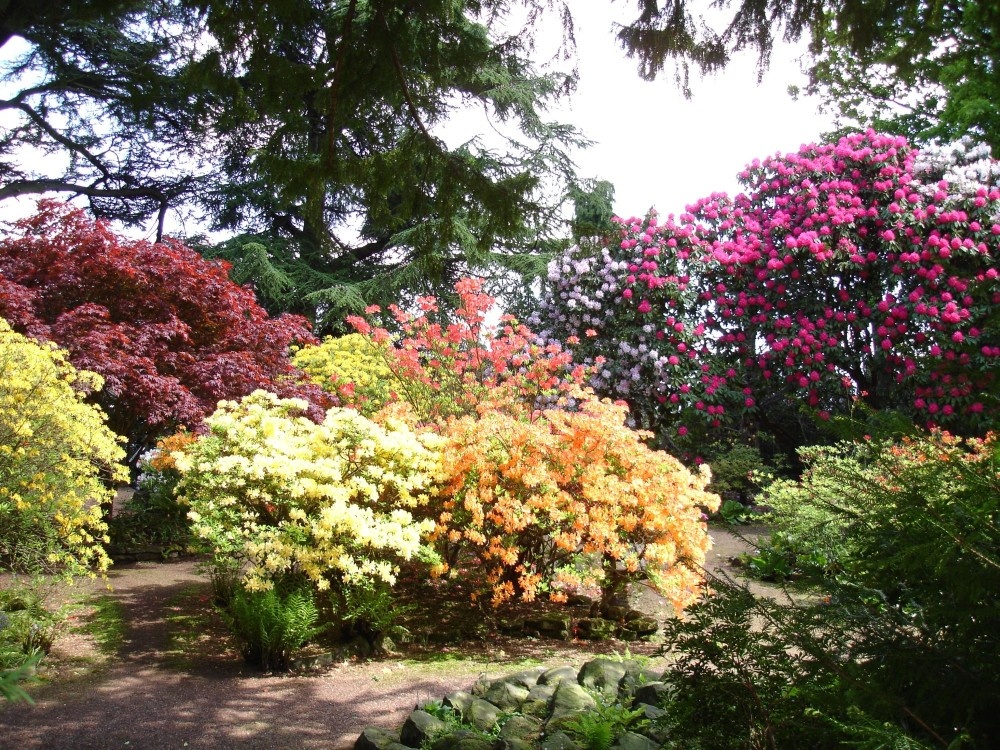 The Azalea Gardens at Wentworth Castle Gardens in Barnsley.