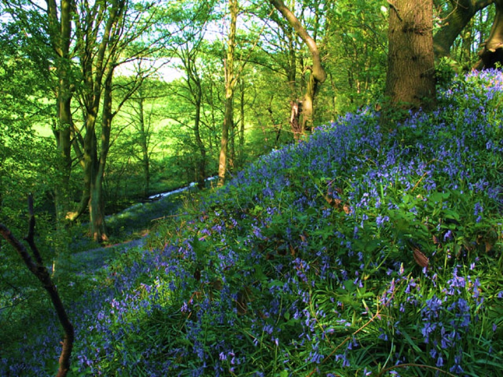 Photograph of Bluebells in Apedale Woods near Newcastle, Staffordshire