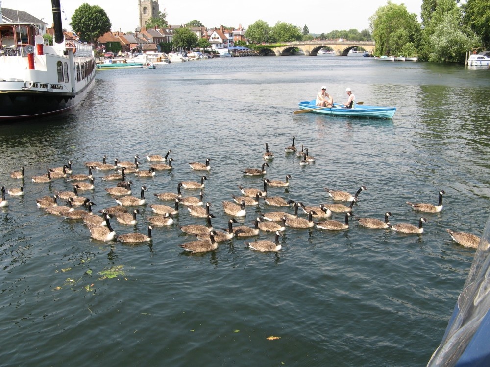 Canadian Geese on the river at Henley On Thames, Oxfordshire