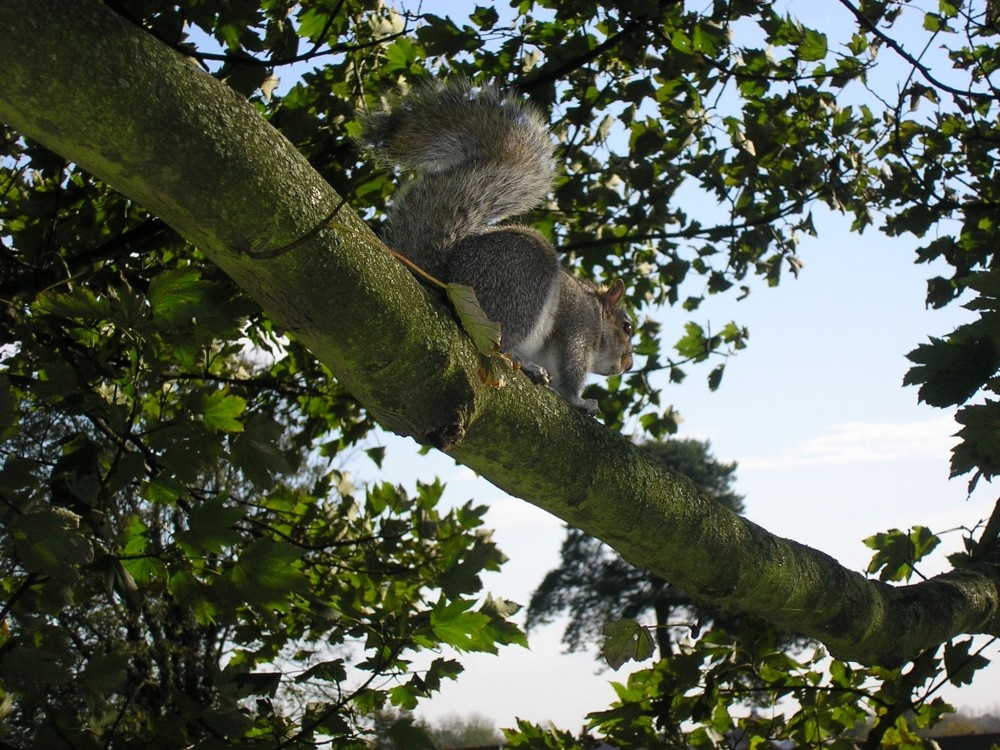 Grey Squirrel in castle grounds at Tonbridge, Kent