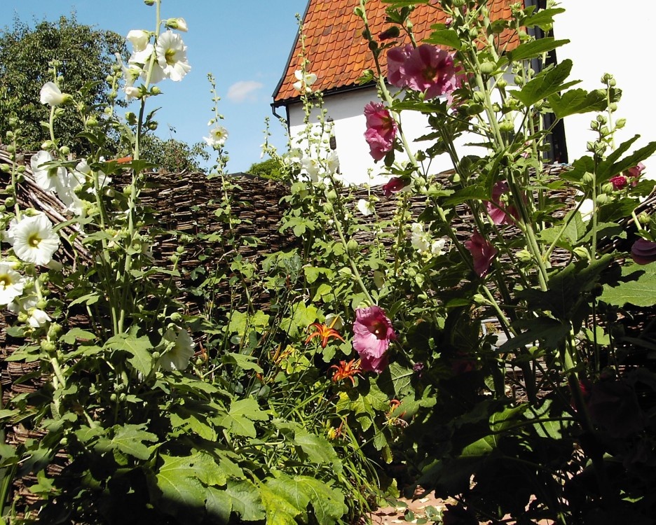Photograph of An English Country Garden. Debenham, Suffolk.