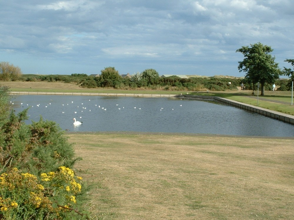 Photograph of Montrose curly pond