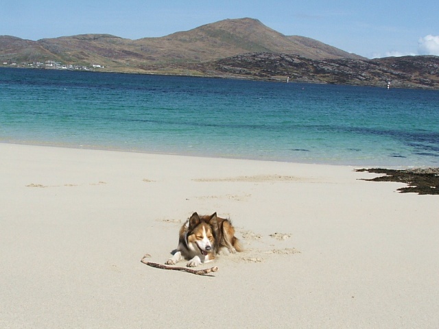Mt Heaval in background with Kipper a local dog :)