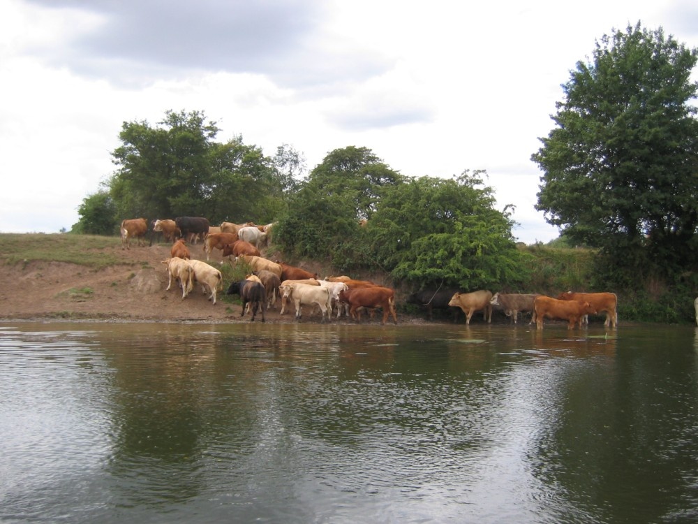 Stourport-on-Severn. Cows on the bank of the river Severn. August 2006.