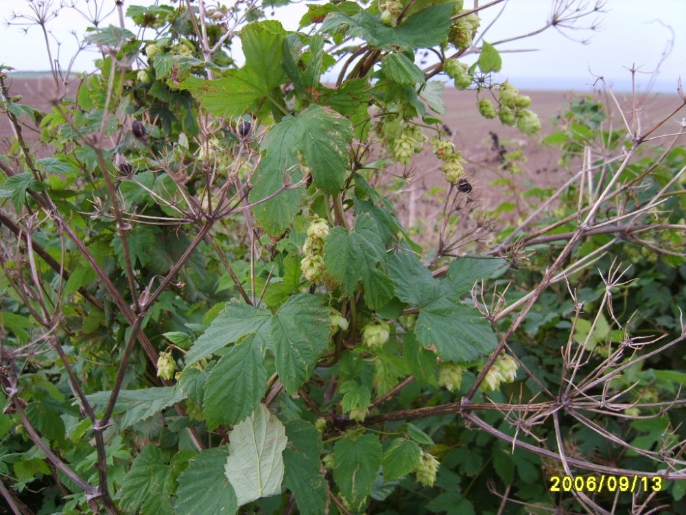 Wild Hops growing in hedgerow, coast road, East Runton