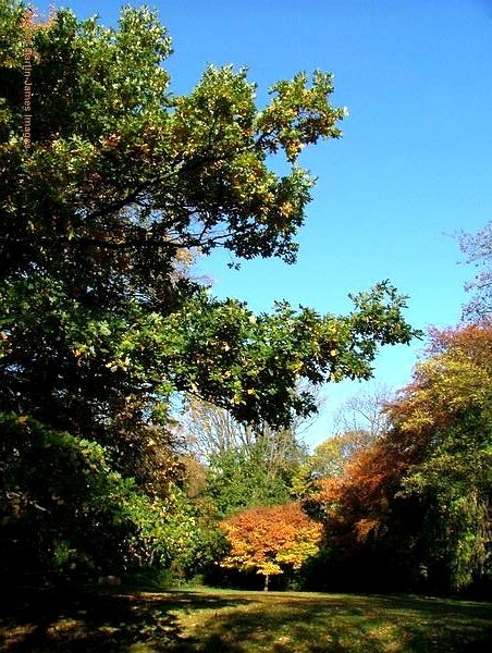 A picture of Holland Park