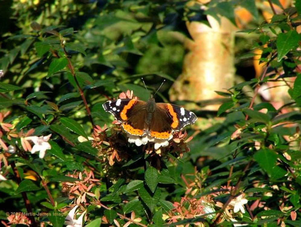 Holland Park, London.