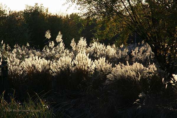 Photograph of London Wetland Centre. Late afternoon light on reeds.