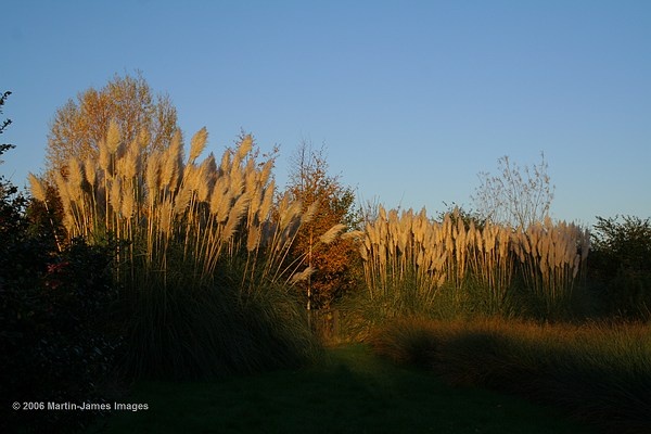 London Wetland Centre, late afternoon light on pampas grass.
