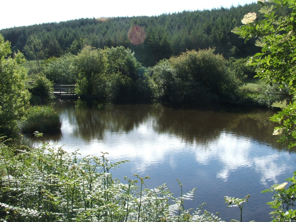Photograph of The Duck ponds at Petersfield, Wooler