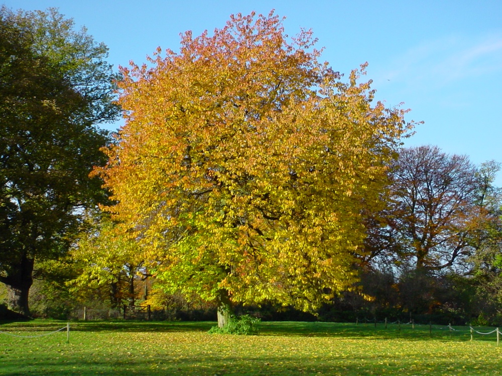 Photograph of A Tree in Autumn at Masham, Yorkshire