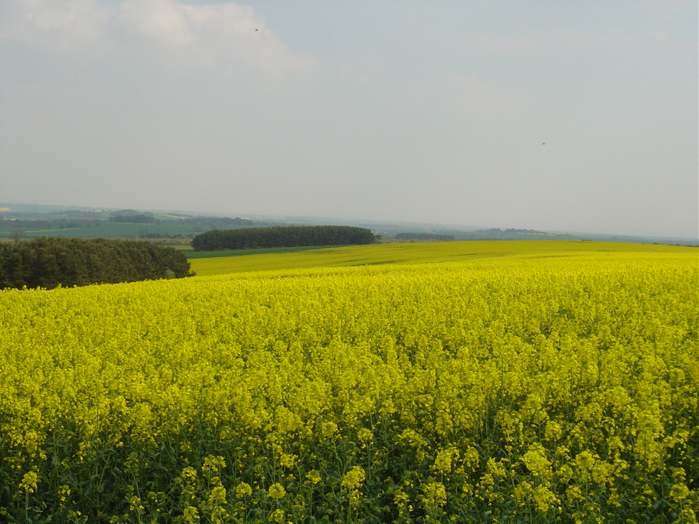 Photograph of Photo taken on Beacon Hill near Morpeth.