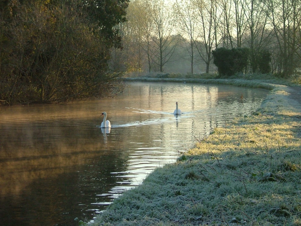 Photograph of Swans on the Grand Union canal, Hemel Hempstead, Hertfordshire.