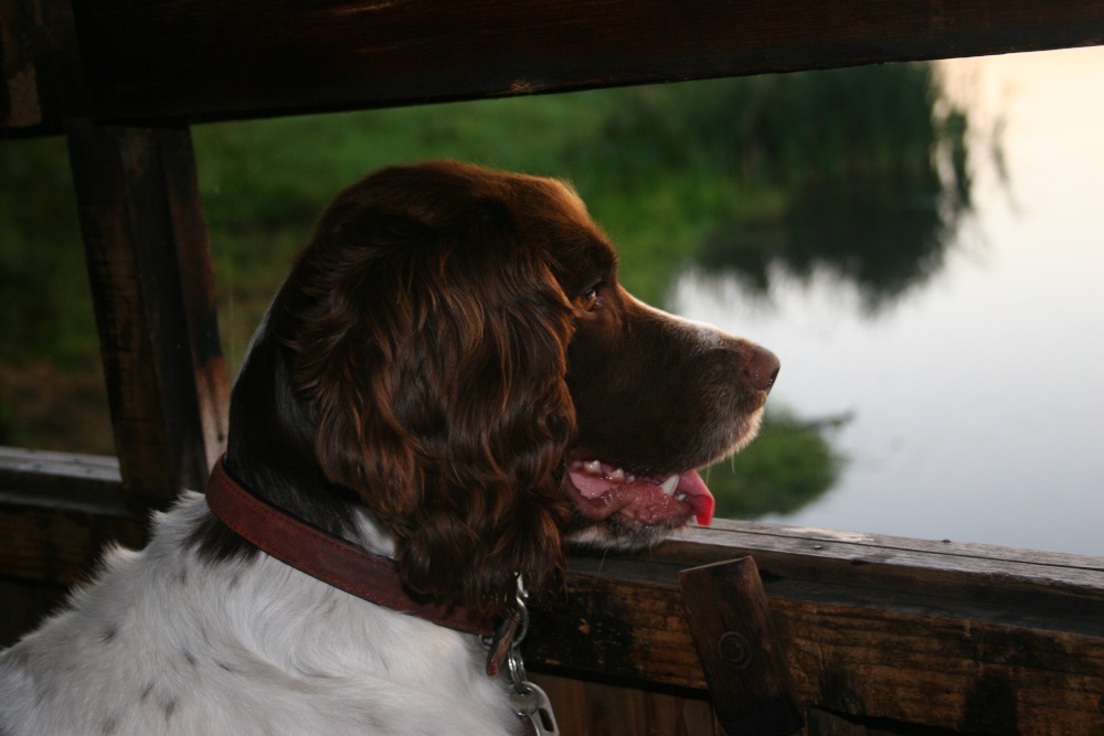 WATCHING THE BIRDIE  - In hide on Sprotbrough Flash  - DONCASTER  - SOUTH YORKSHIRE