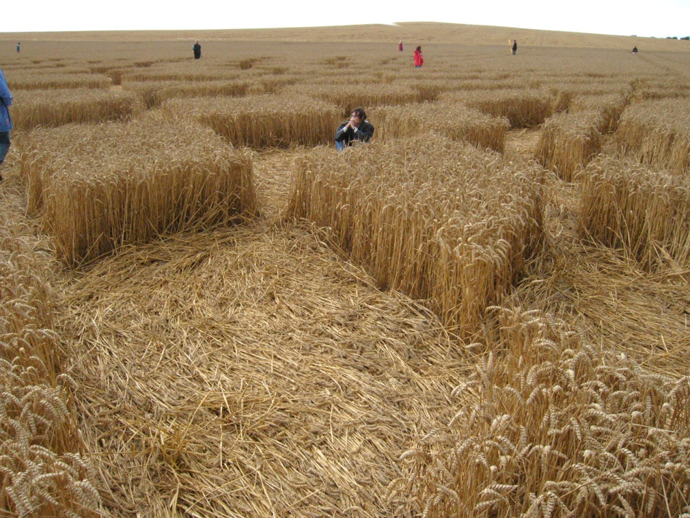 Crop Circle. August 2006, near Avebury.