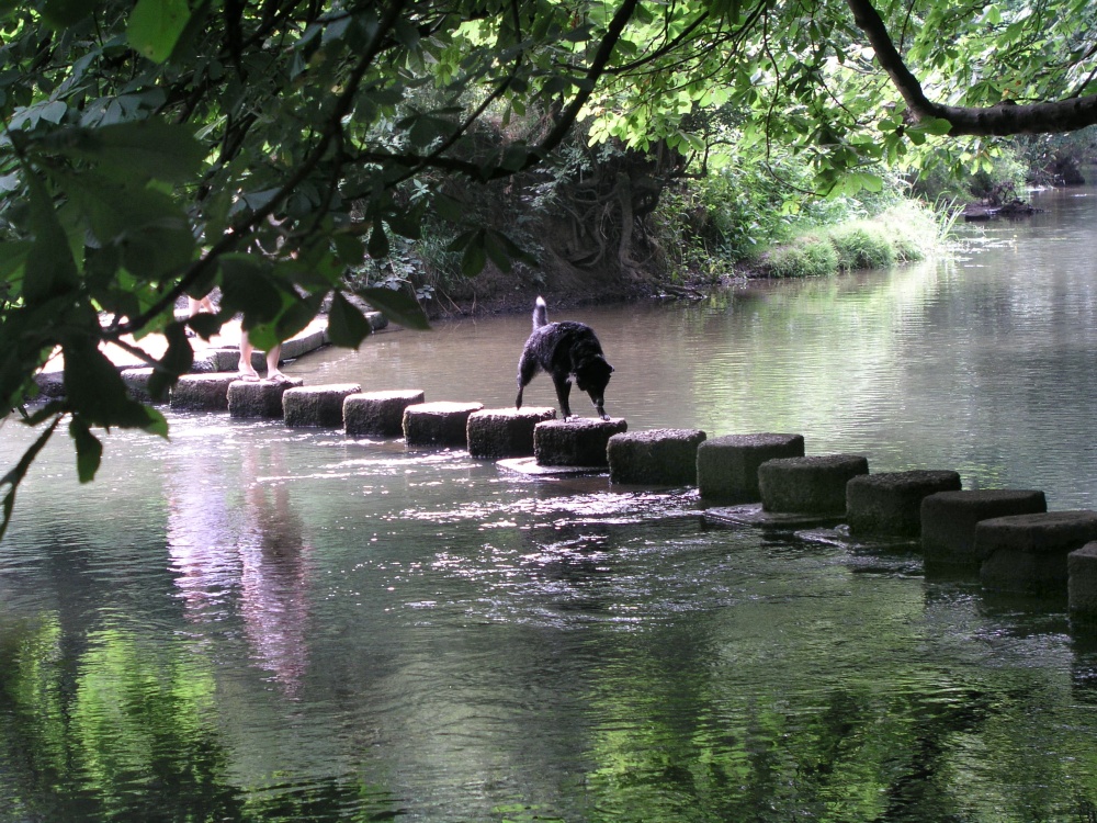 Dog stepping across the River Mole via the Stepping Stones in Dorking, Surrey