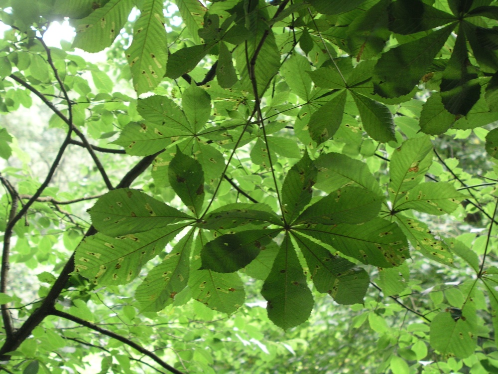 Tree near the River Mole in Dorking, Surrey