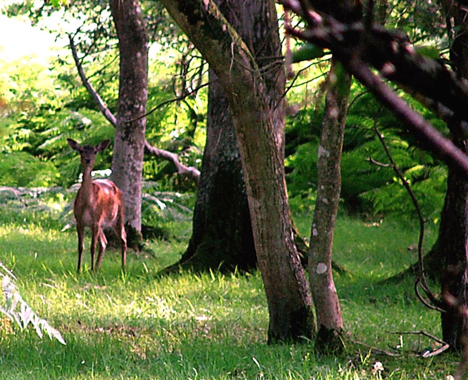A deer in the New Forest, Hampshire