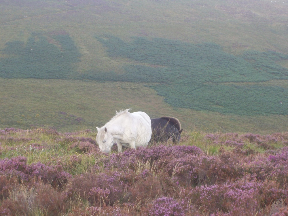 Mare and young colt on Dartmoor, Devon