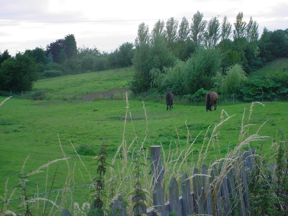 Horses at Hannington, Northamptonhshire