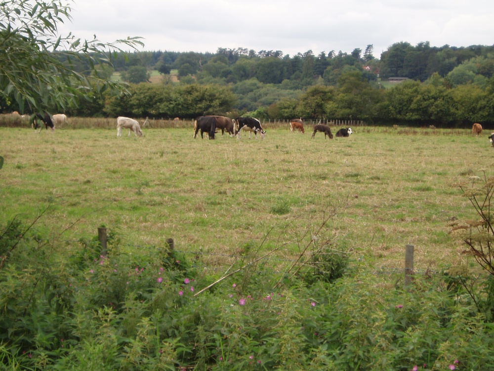 Marlow, Buckinghamshire - August 2006