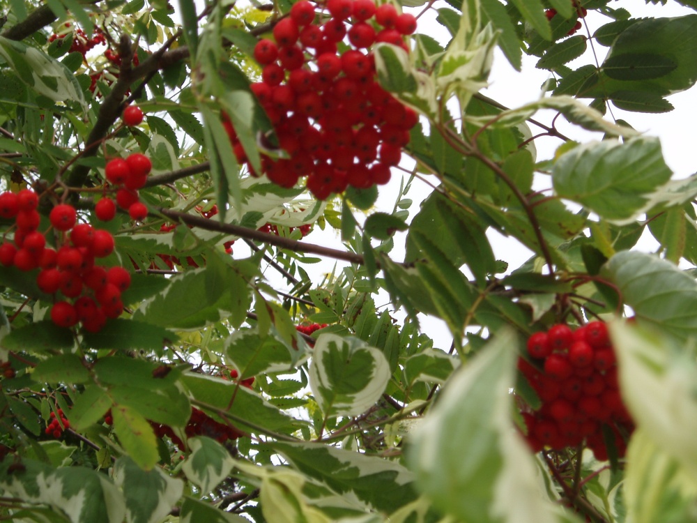 Marlow, Buckinghamshire - August 2006