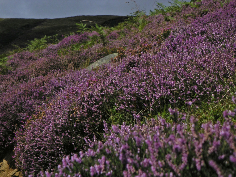 Peak District National Park, Derbyshire: Edale and the Kinder Plateau.