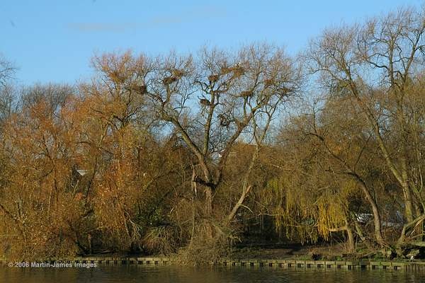 A picture of Brentford