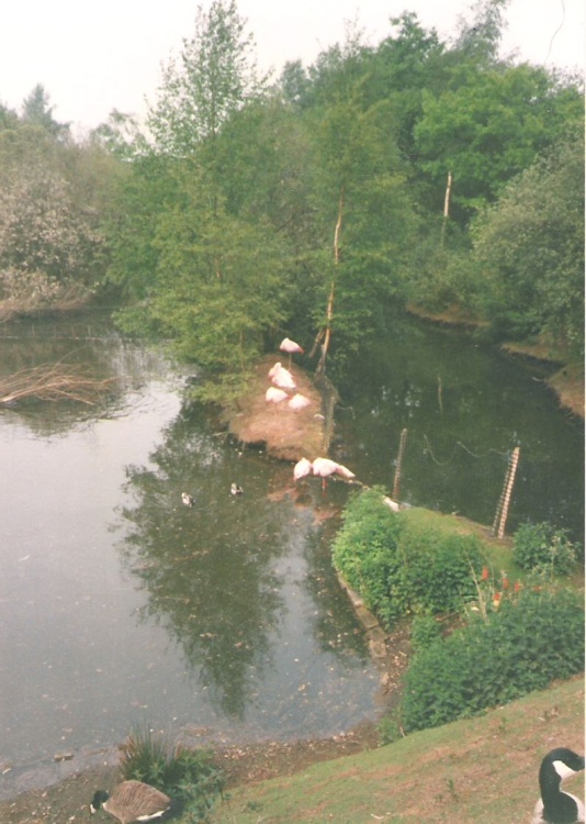Wetlands Waterfoul Reserve at Lound near Retford, Notts.