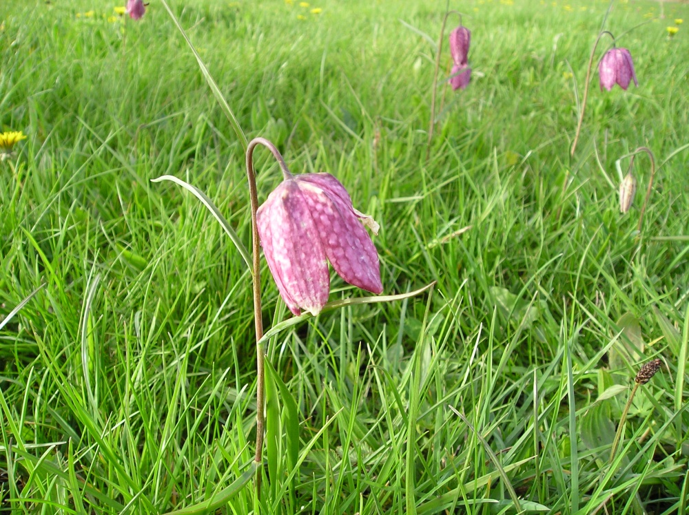 Photograph of The rare snakeshead fritillary in North Meadow, Cricklade, Wiltshire
