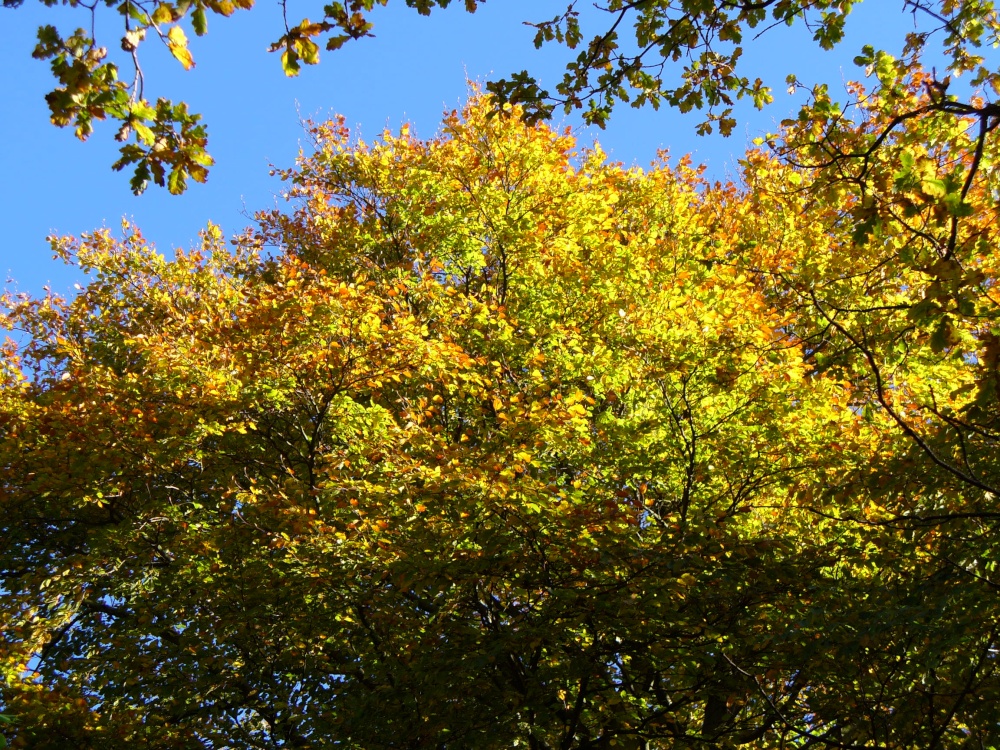 Woods, Greenway Bank Country Park, Biddulph photo by Howard Lawton