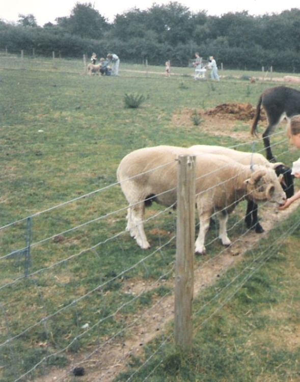 White Post Farm Park, Close to Farnsfield, Notts
Feeding the Sheep in 1990