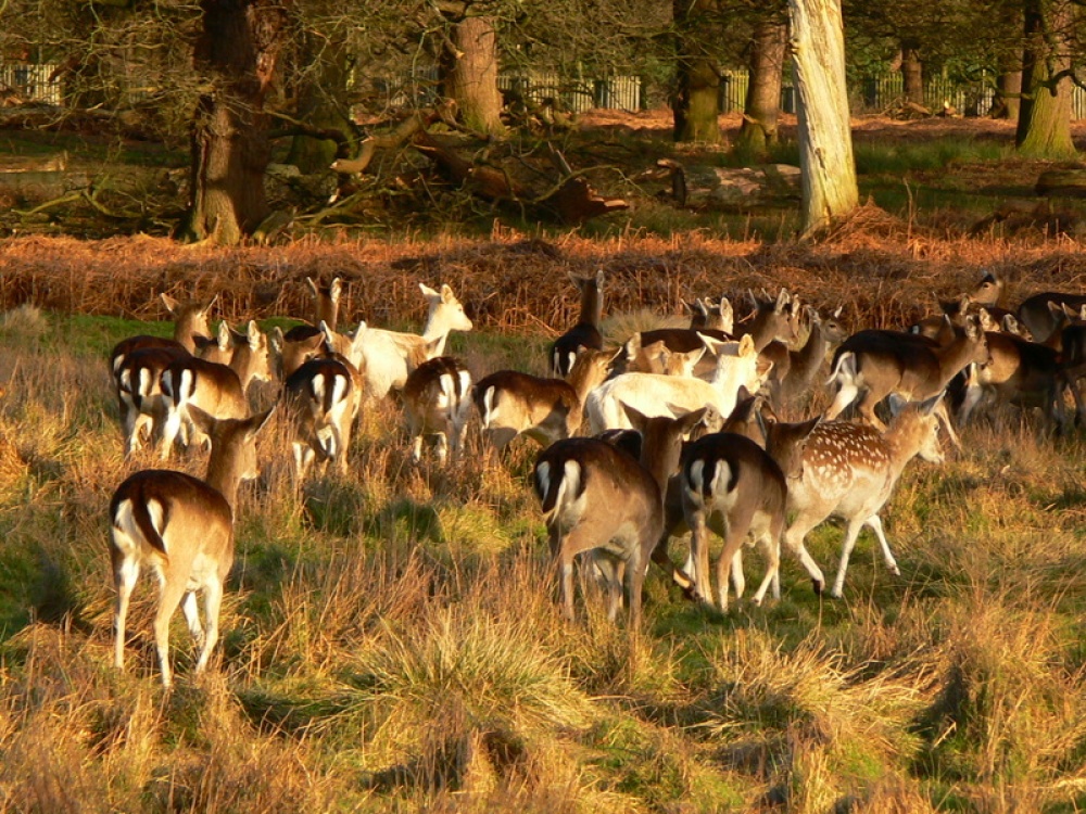 Deer in Park at Dunham Massey, Cheshire.