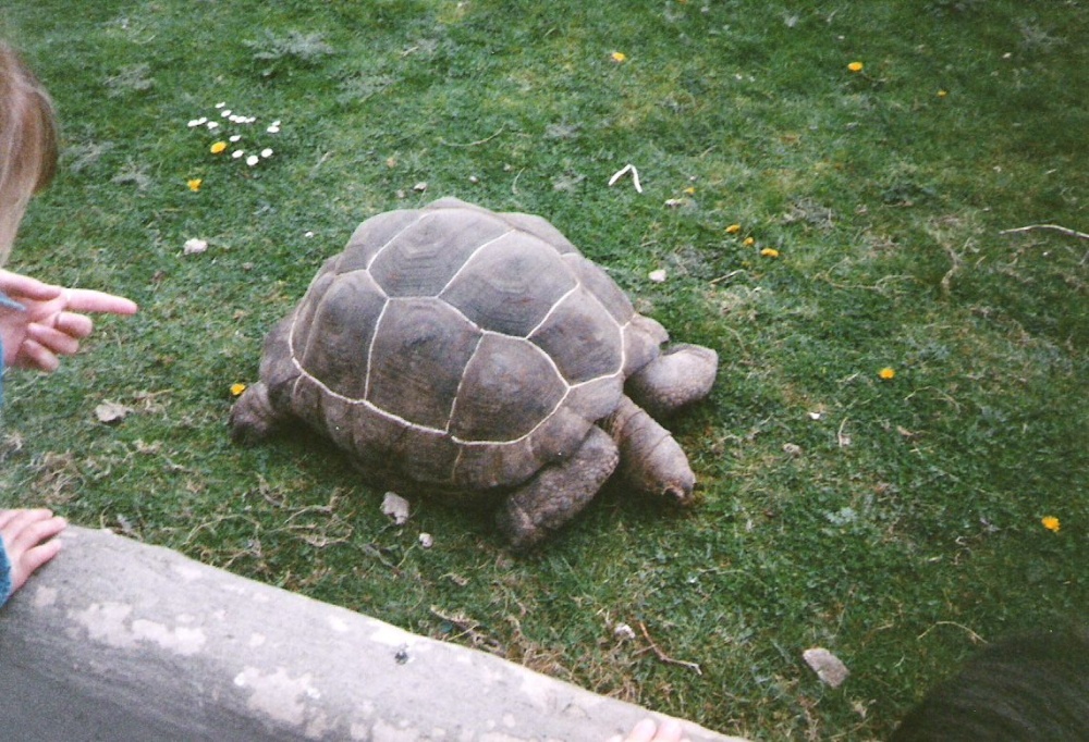 Chester Zoo  - 1992