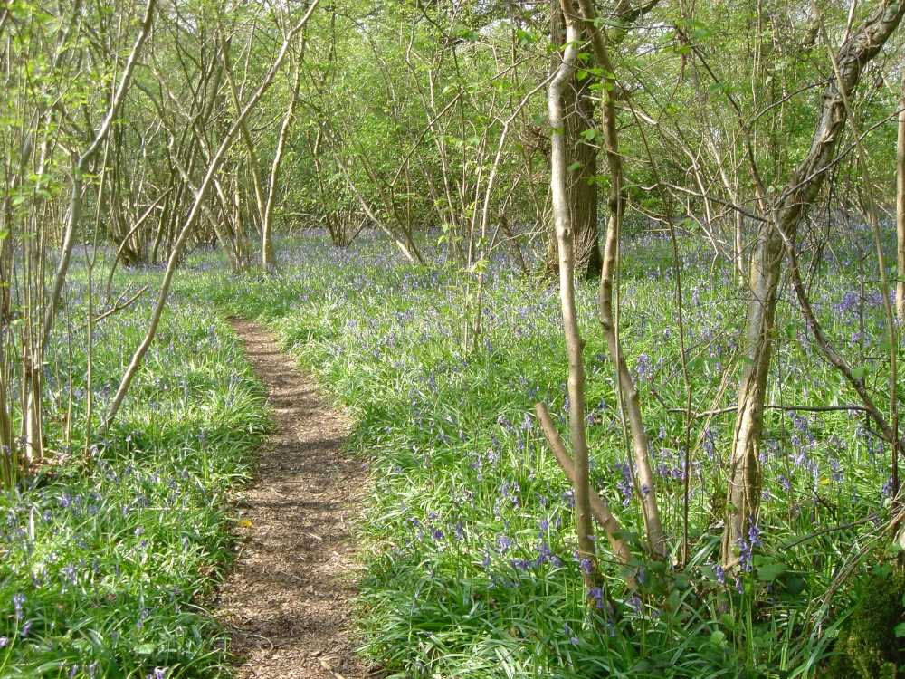 Photograph of Blue Bell Woods, East Knoyle, Wiltshire