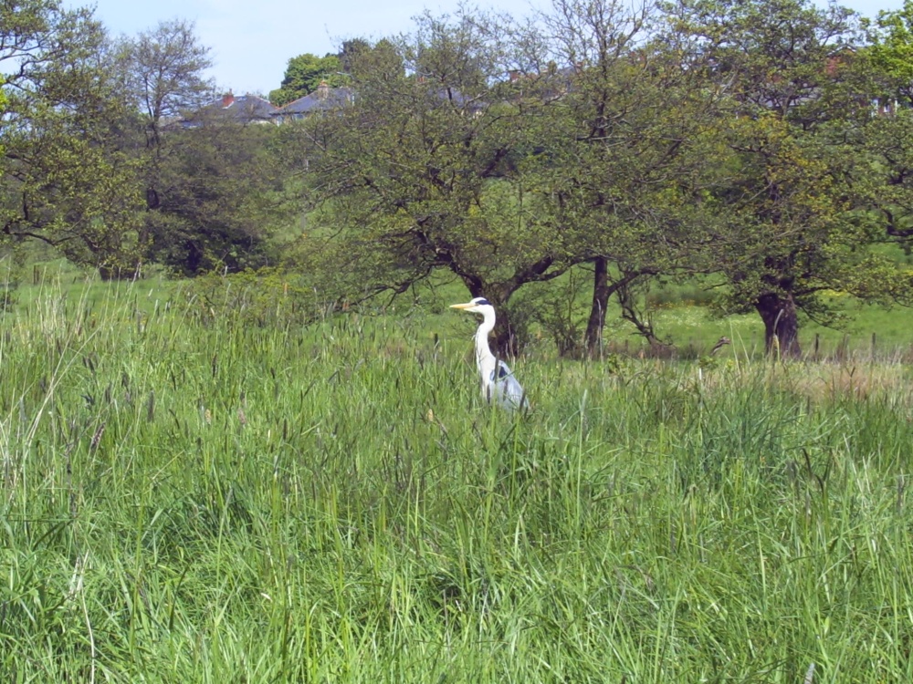 Heron on the canal bank at Adlington, Lancashire