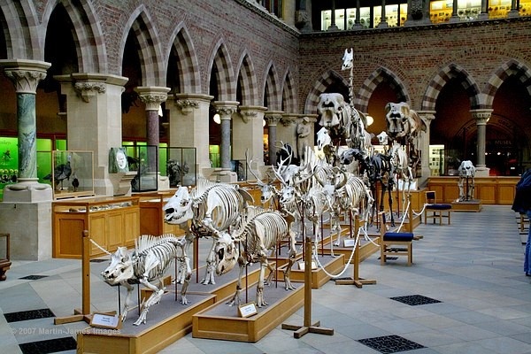 Oxford University Museum mammal skeletons.