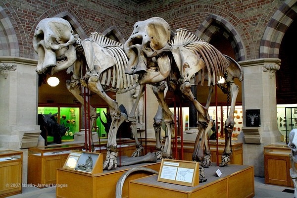 Oxford University Museum elephant skeletons