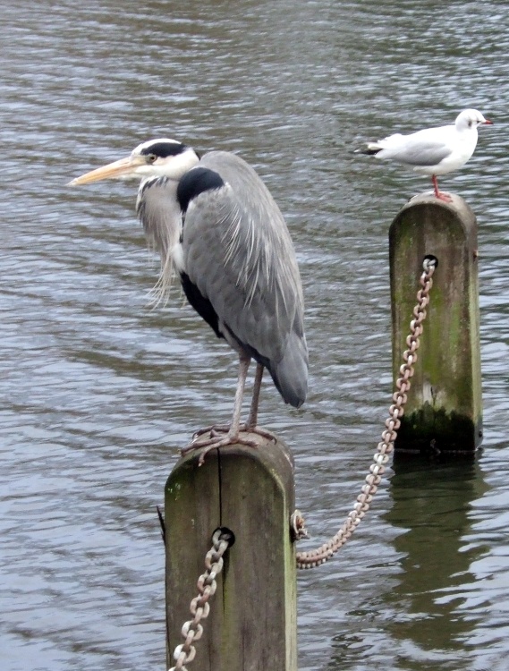 Greater London. Hyde Park. Heron waiting for food on the Serpentine