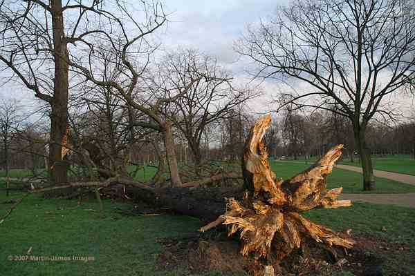London Kensington Gardens (Hyde Park) A tree felled by the recent gale - January 2007.